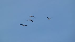 IMG_9706.JPG